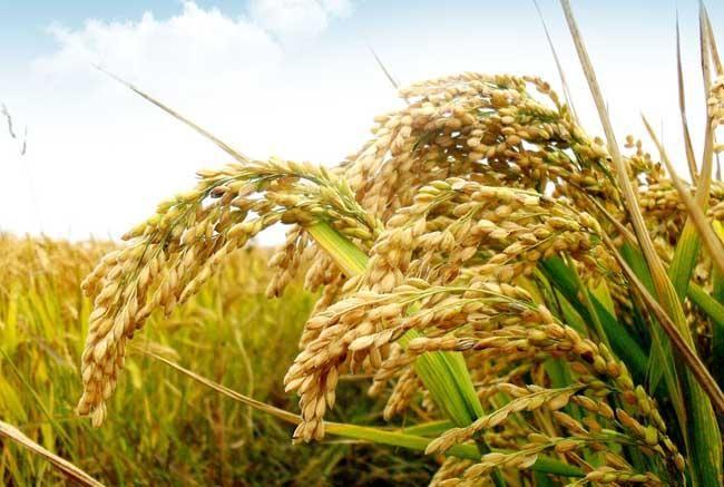 2021年糧食價格及補(bǔ)貼政策的農(nóng)業(yè)問題