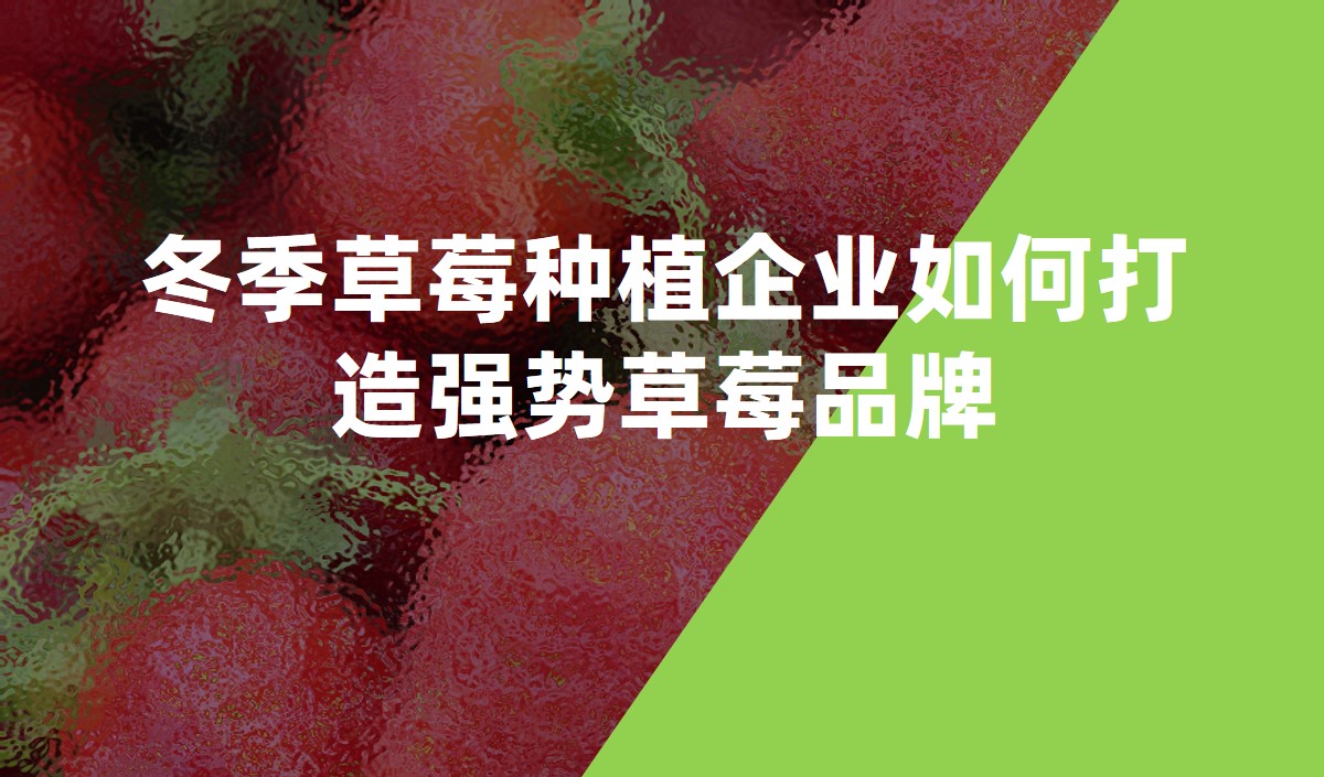 冬季草莓種植企業(yè)如何打造強(qiáng)勢(shì)草莓品牌-農(nóng)業(yè)品牌策劃